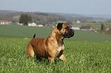 BULLMASTIFF 542